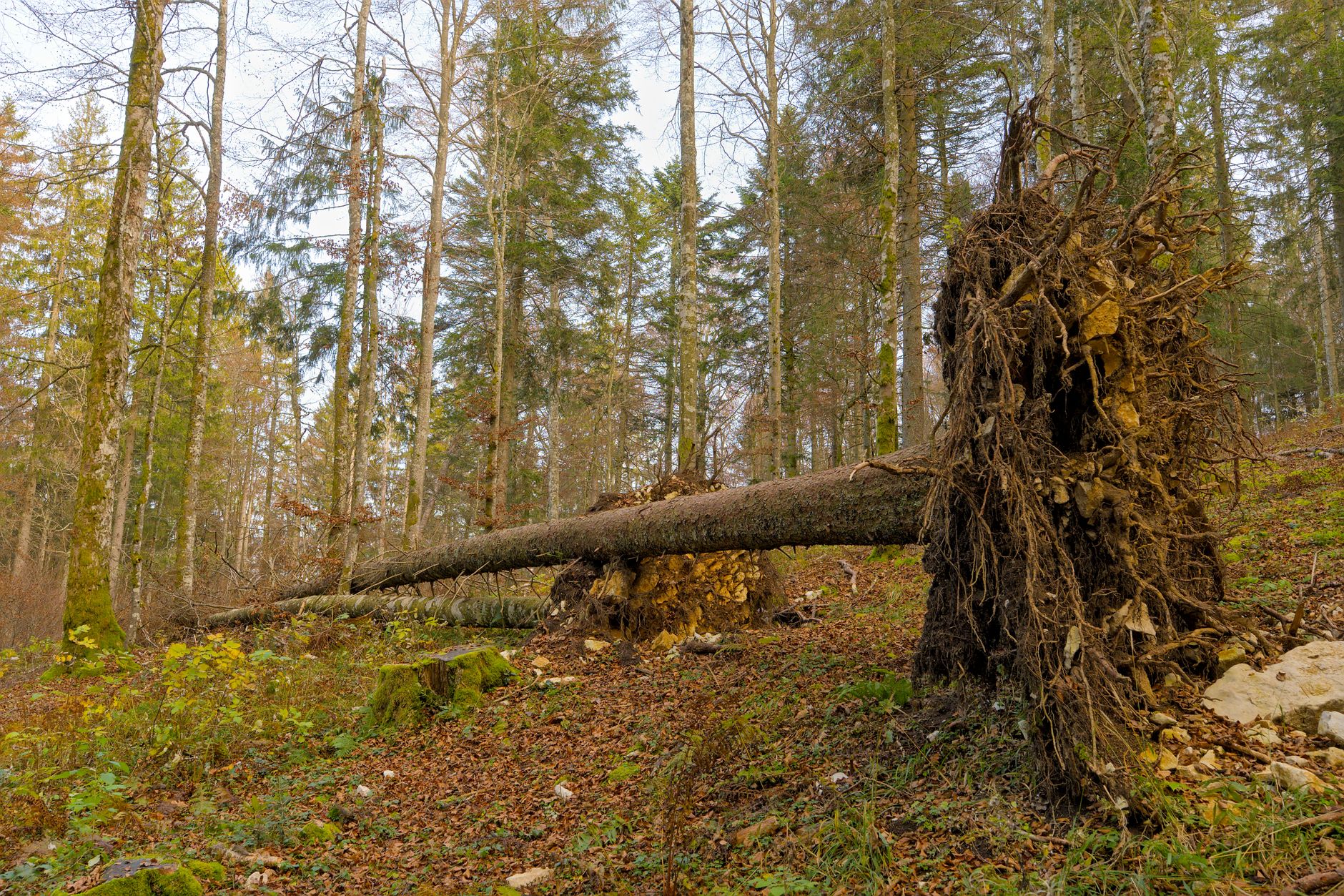 Enlèvement arbre urgence à Châlons-en-Champagne
